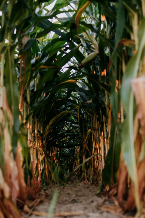 Laboratori didattici nel cuore del Campo d'Autunno