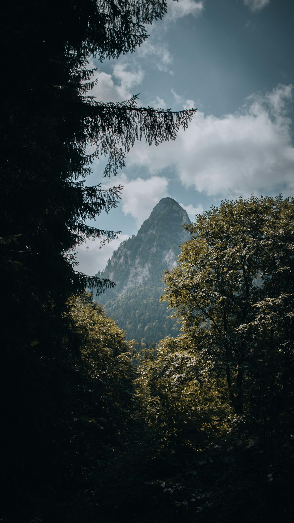 Grüne Bäume in der Nähe von Bergen unter weißen Wolken während des Tages