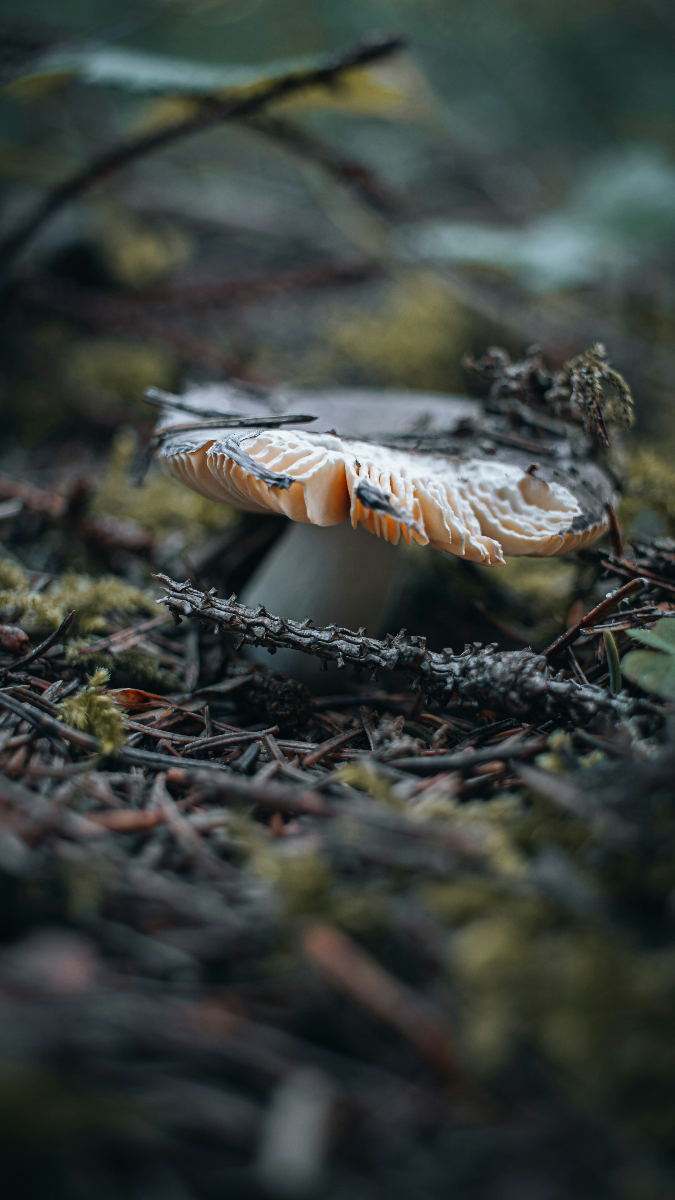 Photo by rmndphoto
