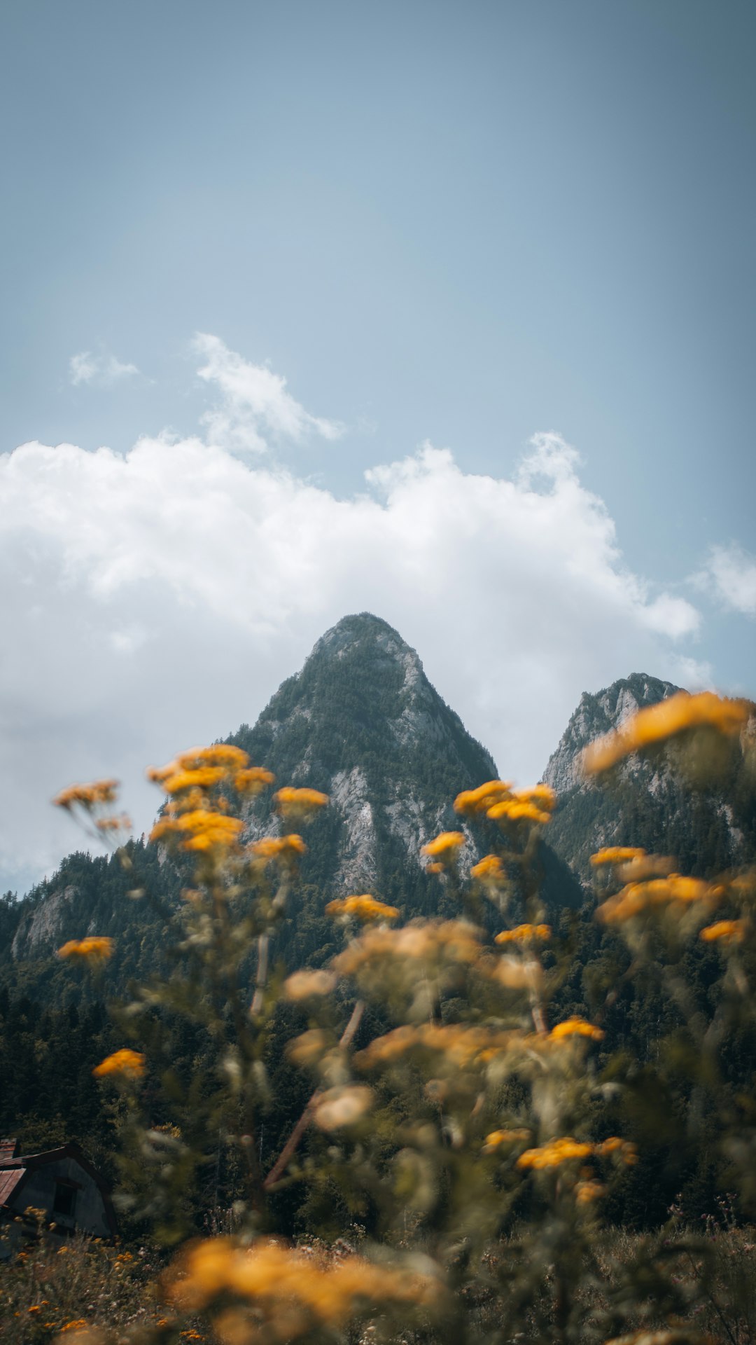 yellow flowers near mountain under white clouds and blue sky during daytime