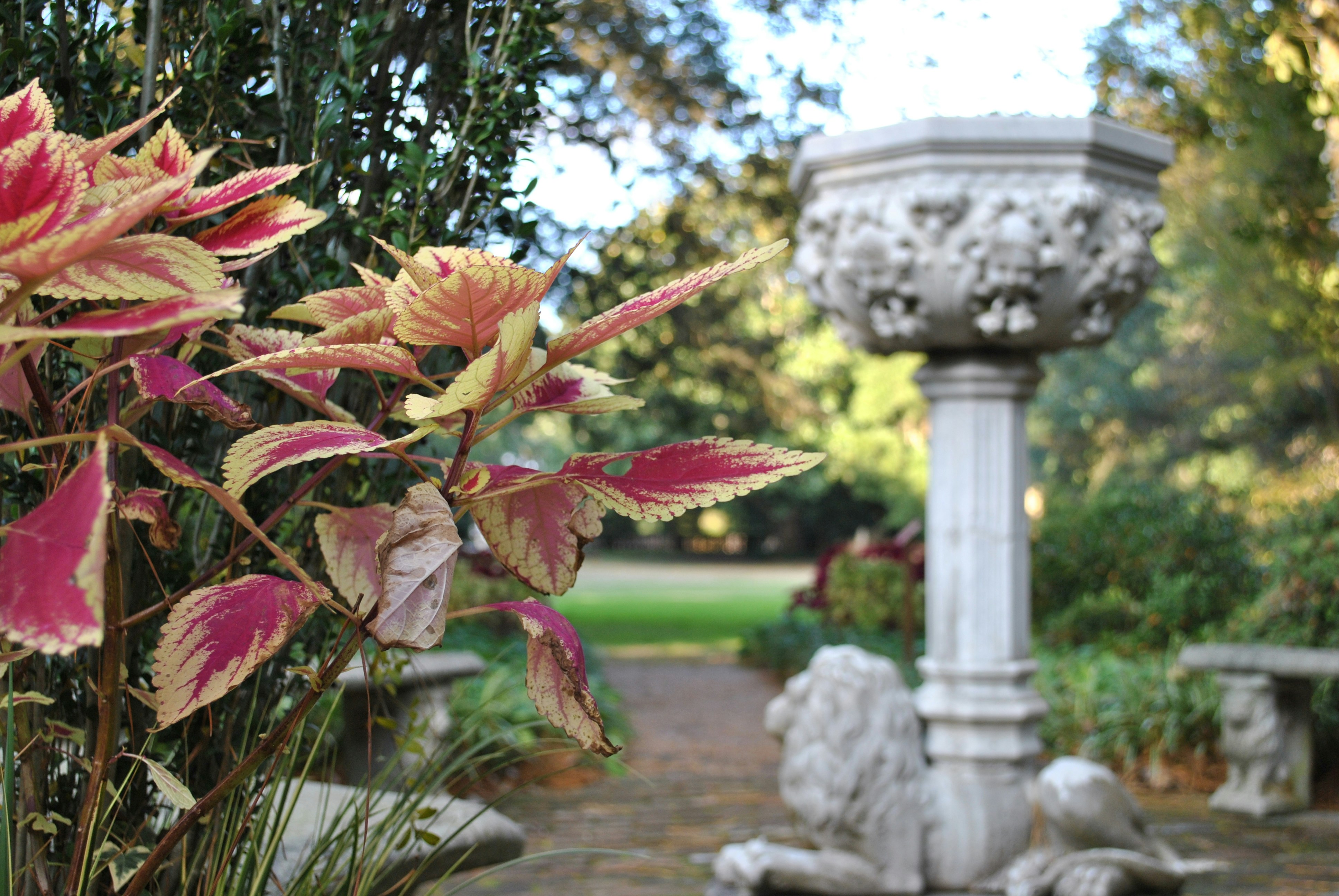 red and yellow leaves on white concrete stand