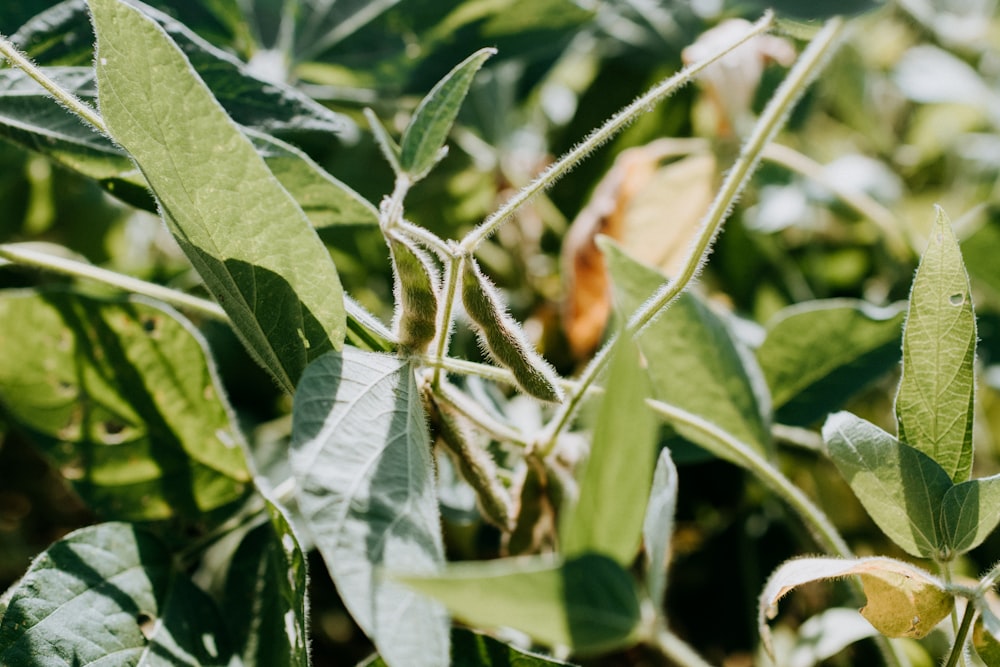 昼間の緑葉植物の茶色と黒色の昆虫