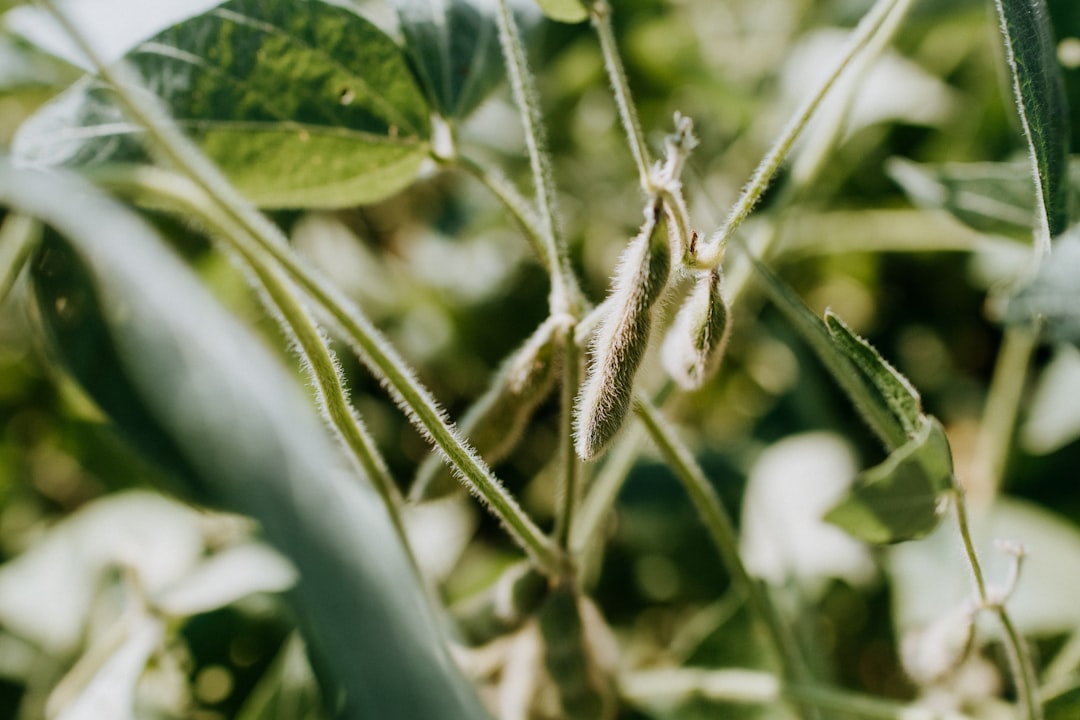 green plant in tilt shift lens