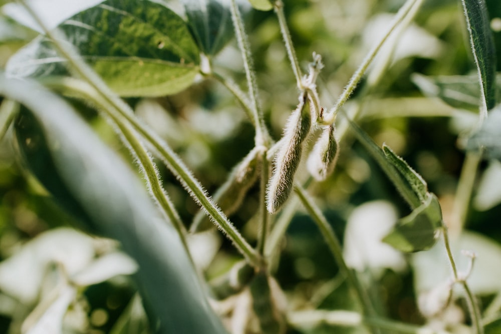 green plant in tilt shift lens