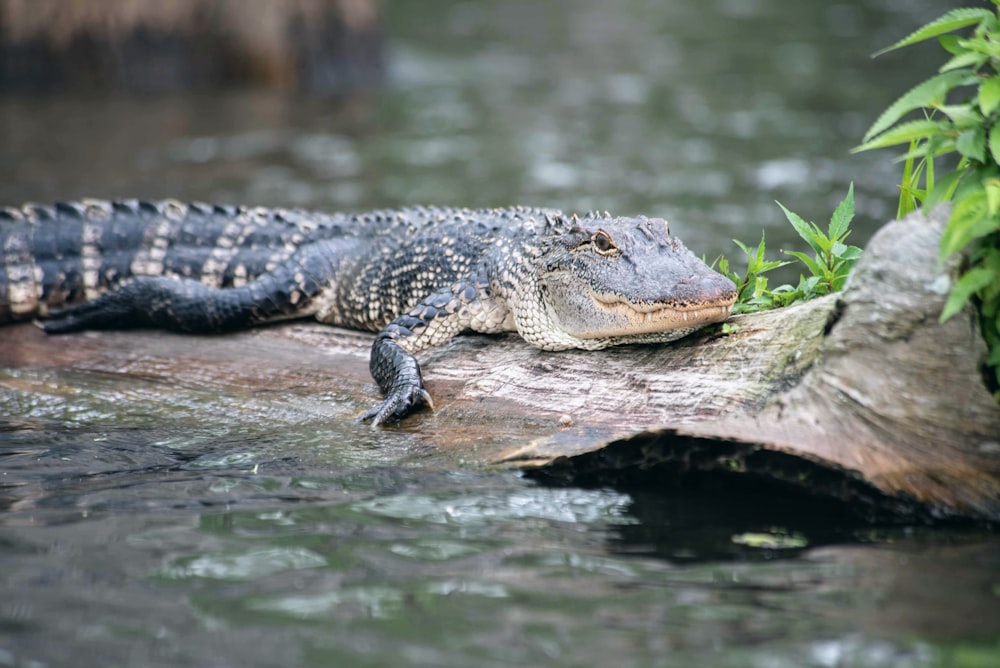 crocodilo preto na rocha marrom