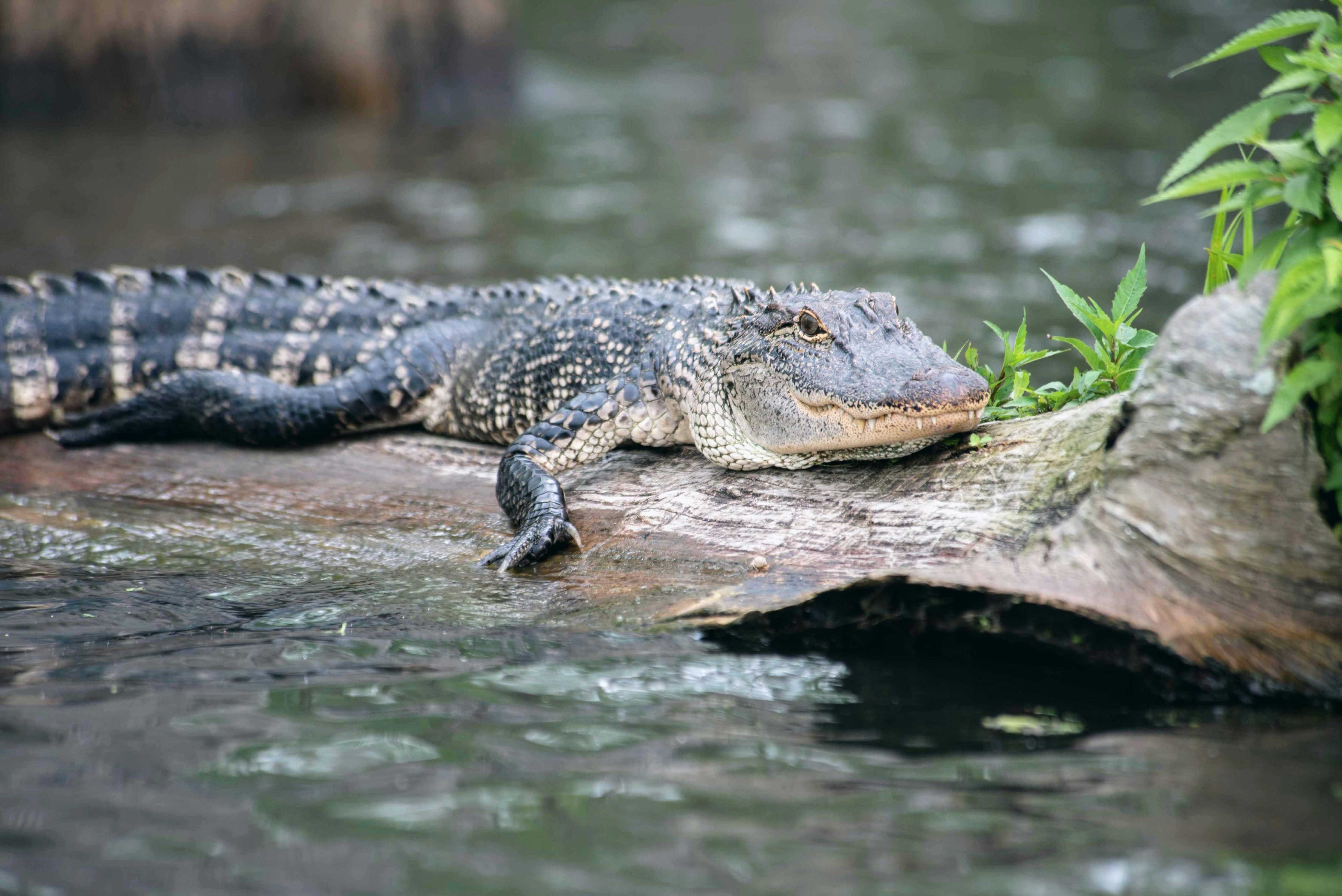 American alligator sunbathing on a fallen cypress tree in Lake Martin, Louisiana.