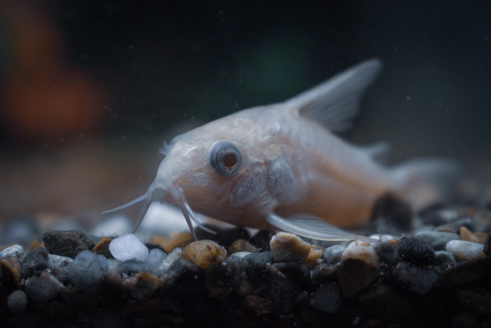 white and orange fish in fish tank