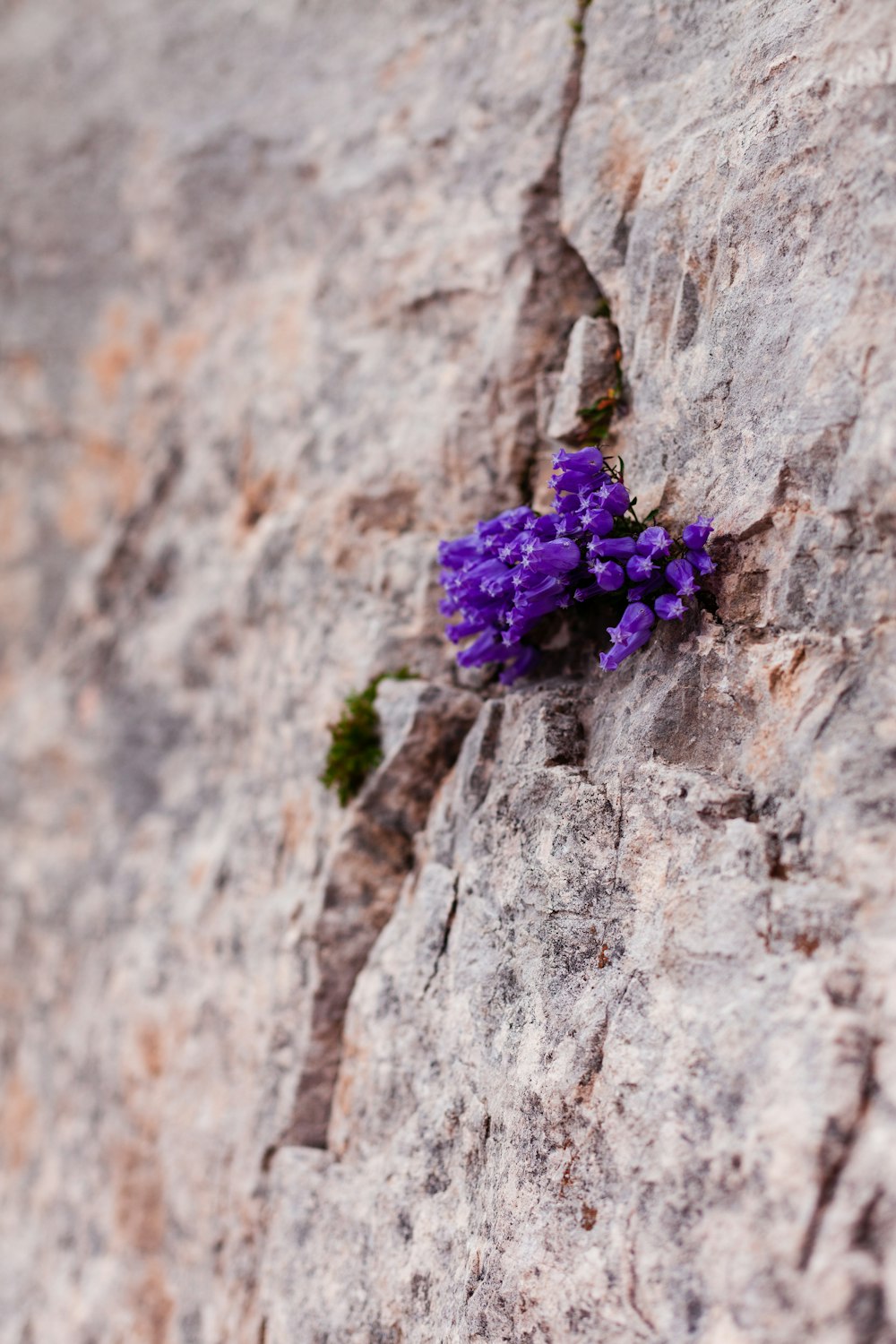 purple flower on brown rock