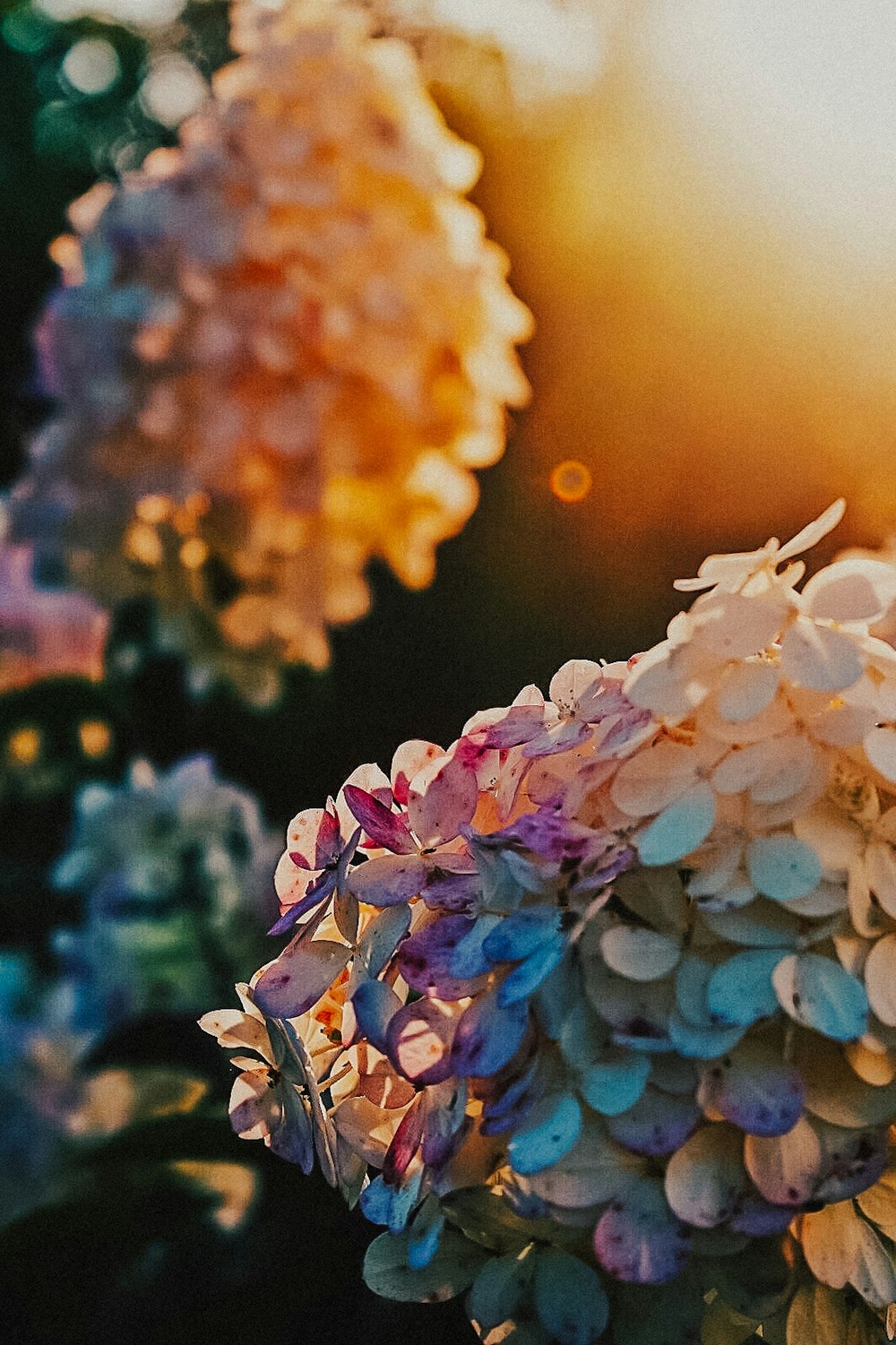 pink and white flowers in tilt shift lens