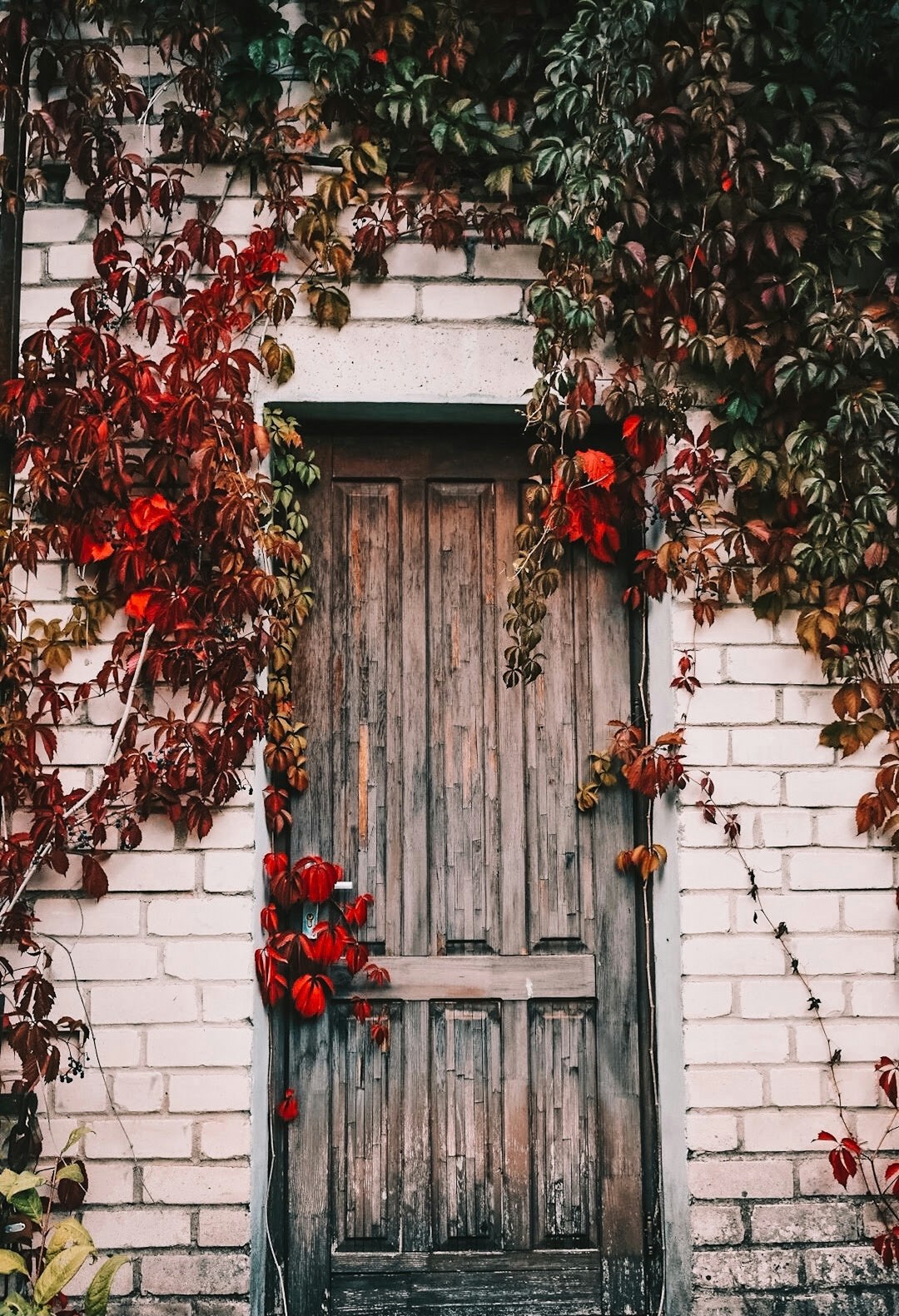 red and green plant on white wooden wall