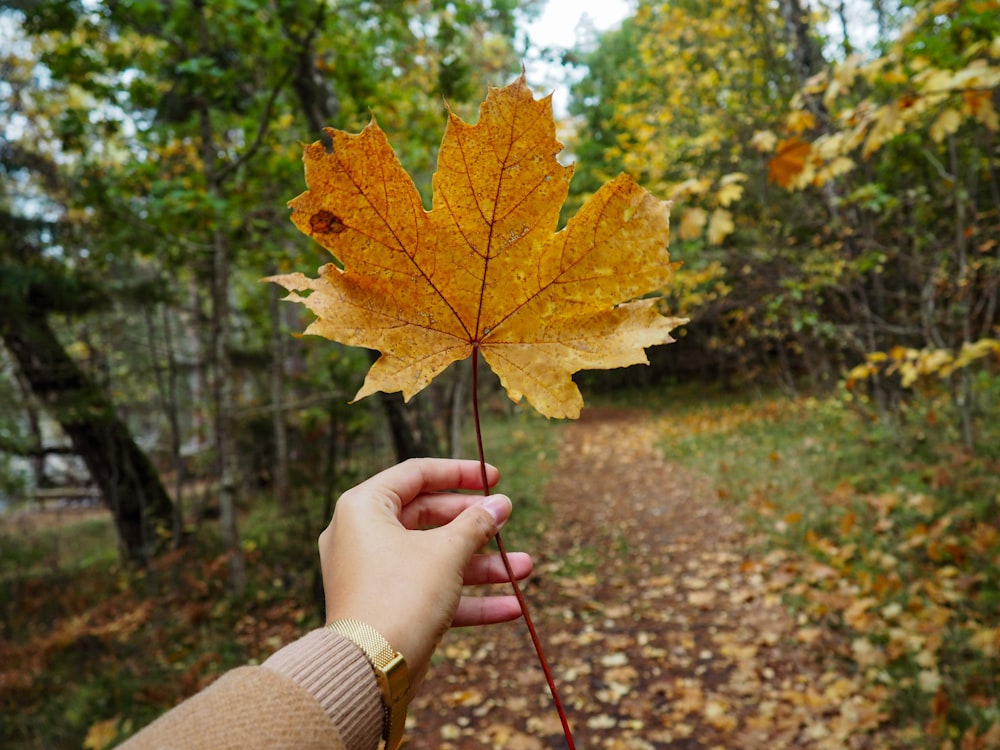 person holding yellow maple leaf