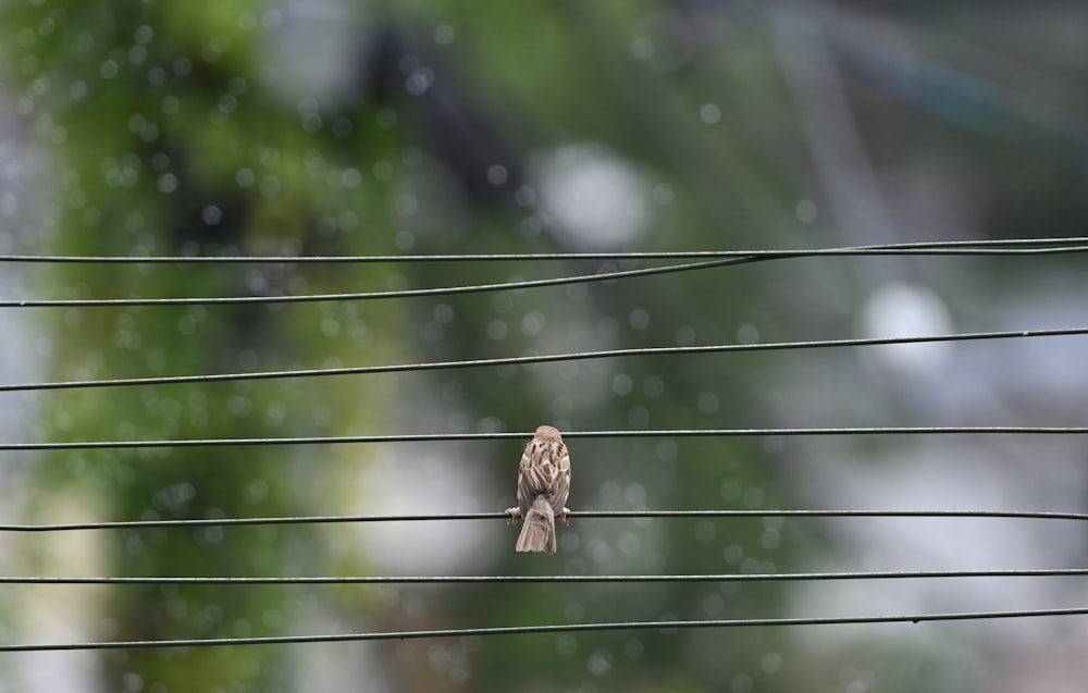 brown and white bird on tree branch during daytime