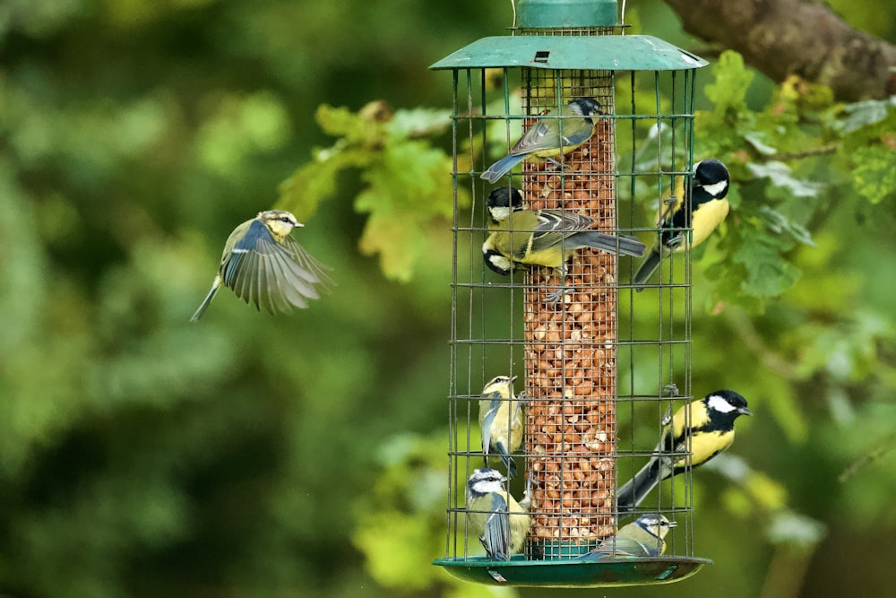 blue and yellow bird on green bird feeder