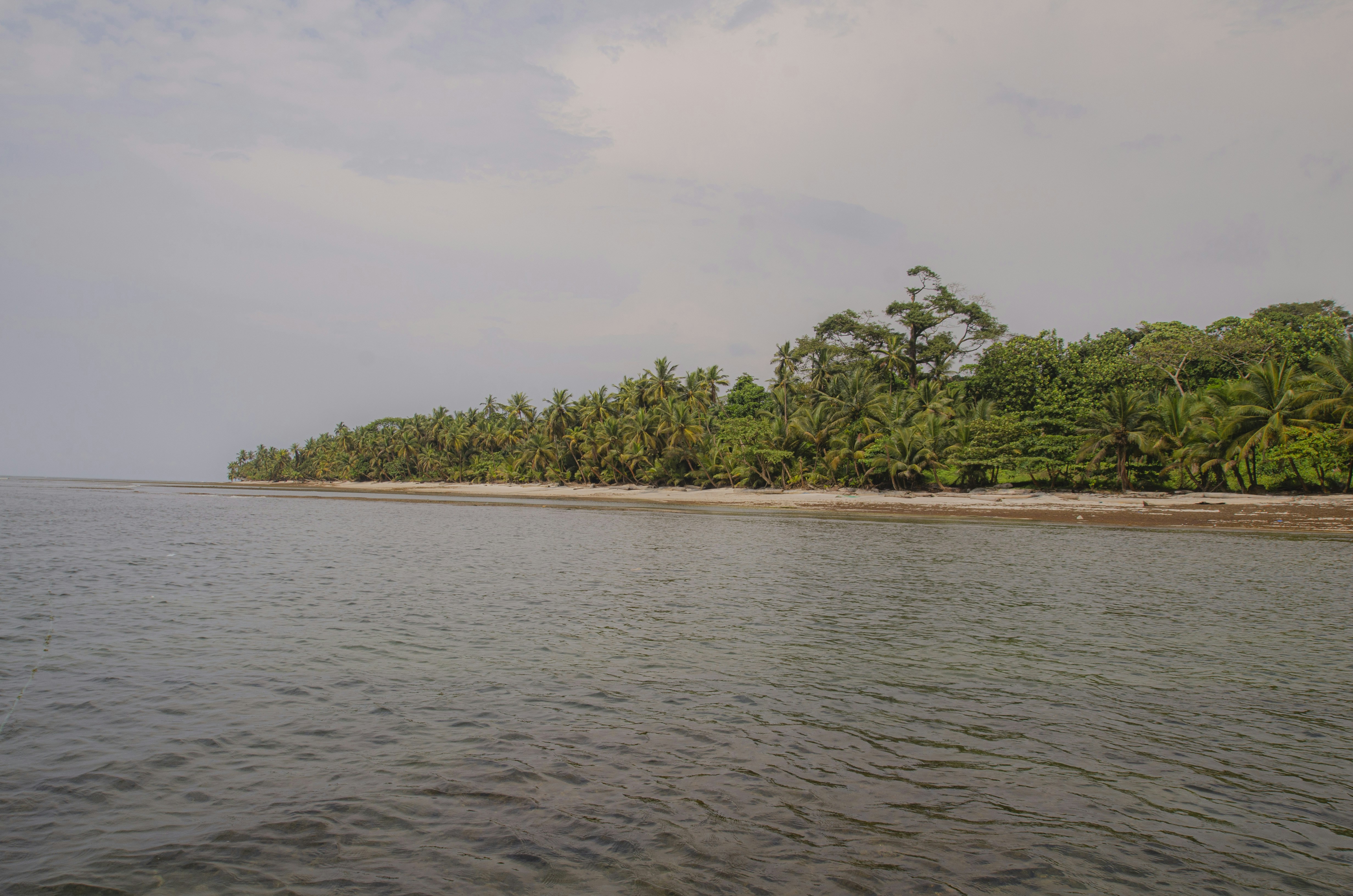 green trees near body of water during daytime