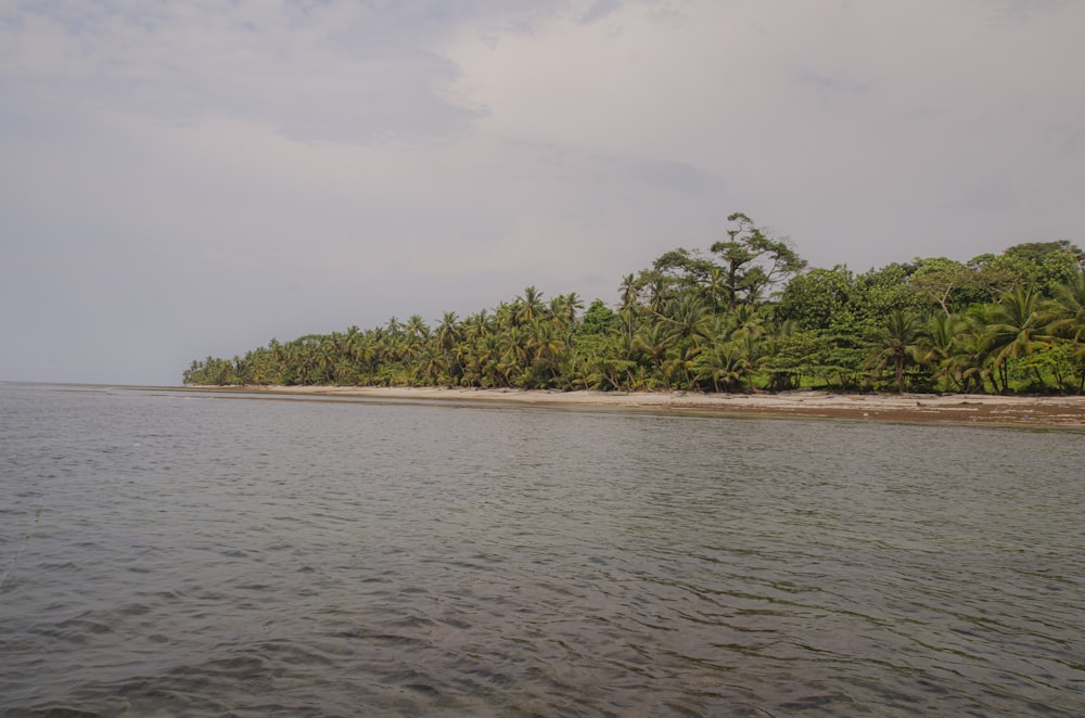 green trees near body of water during daytime