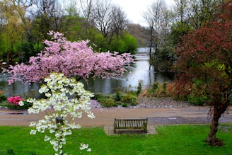 A serene park scene in early spring, cherry blossoms framing a quiet bench near a historic London landmark