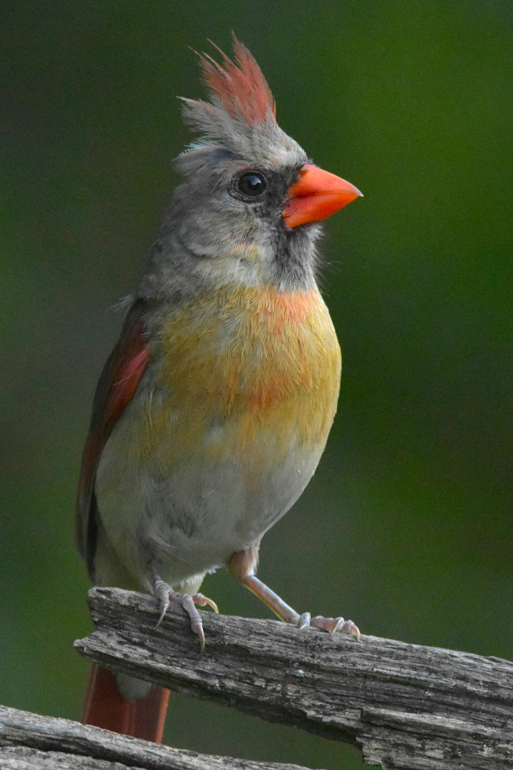 gray and orange bird on brown tree branch