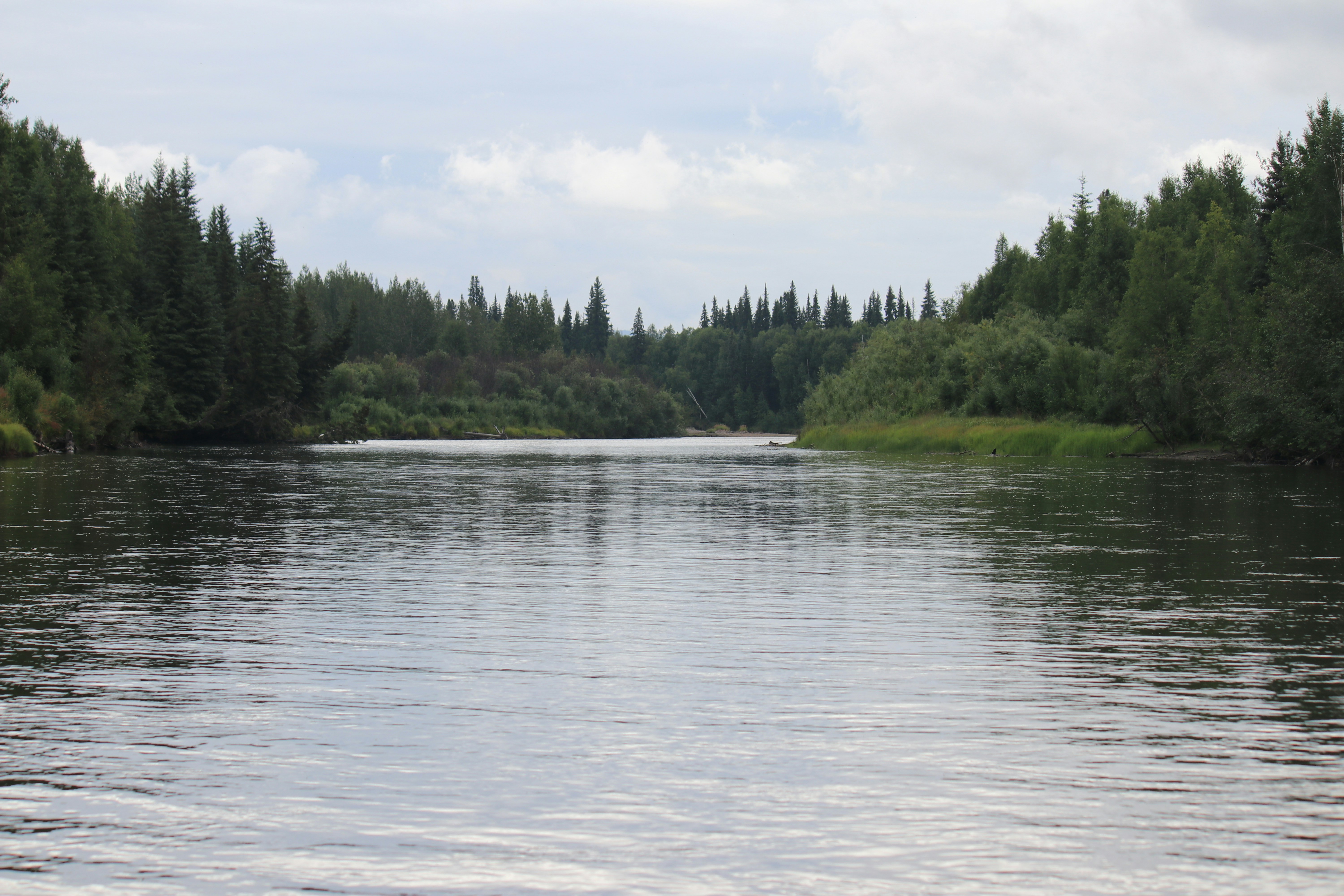 green trees beside body of water during daytime