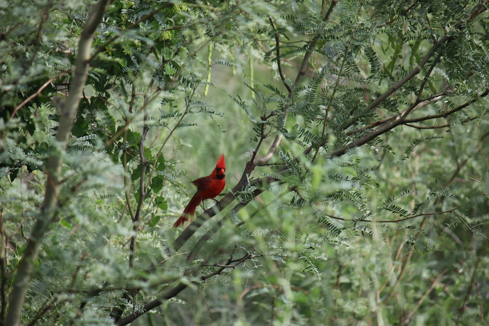 red bird on brown tree branch during daytime