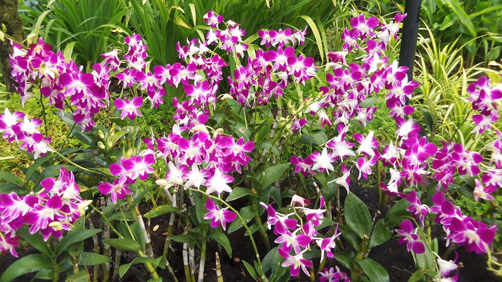 Orchid Centerpiece