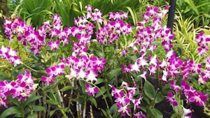 Orchid Centerpiece