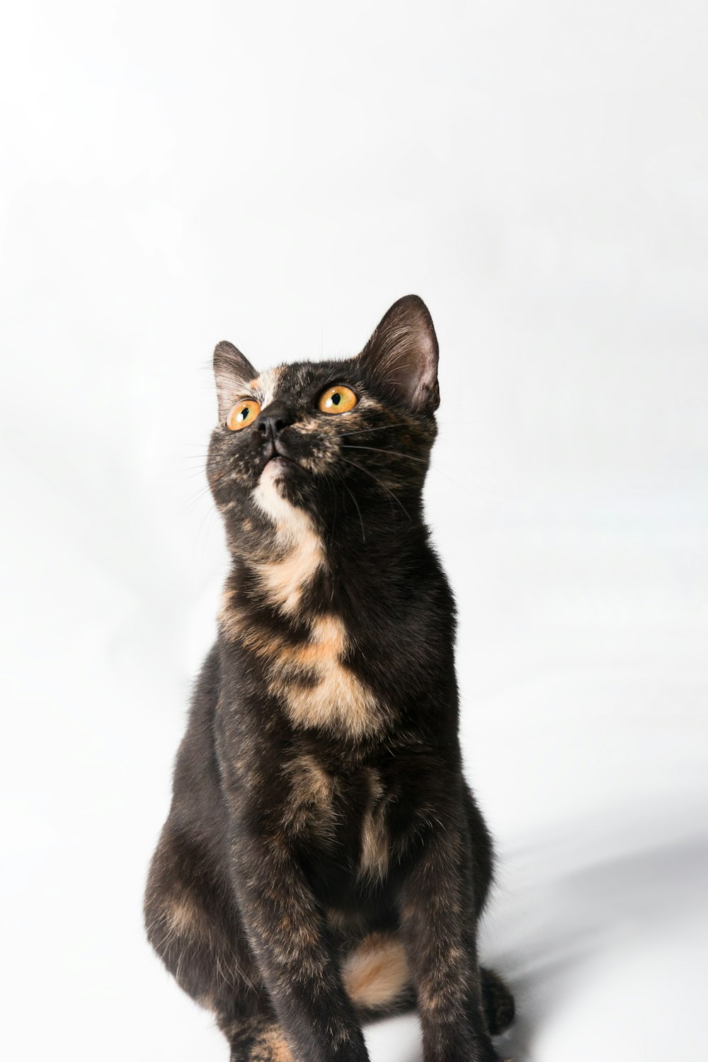 black and brown cat on white surface