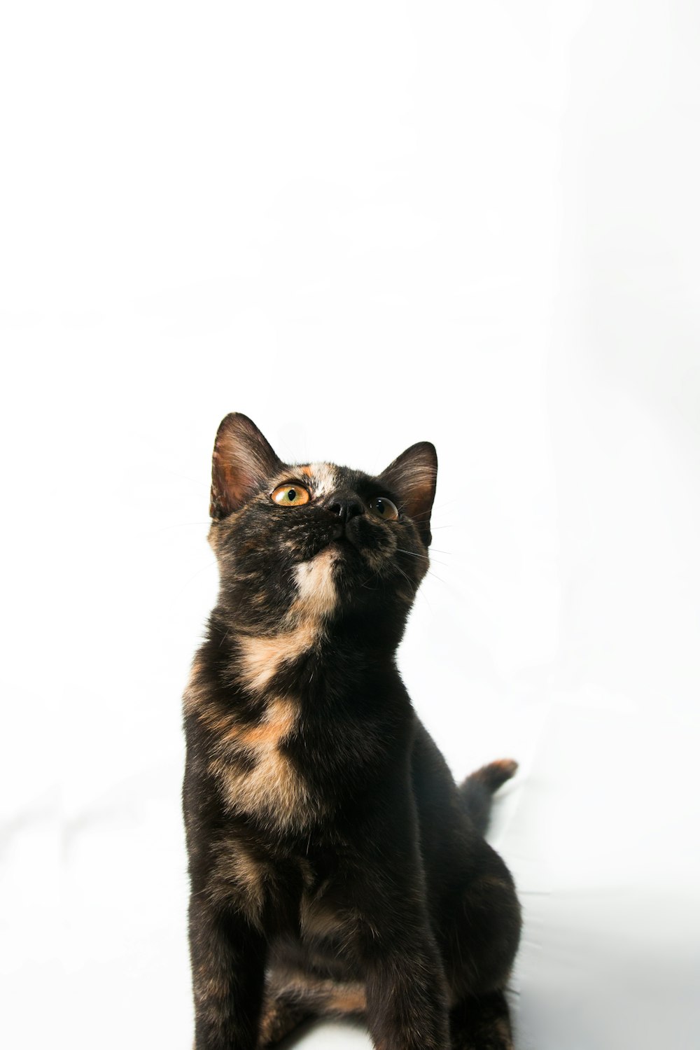 black and brown cat on white background