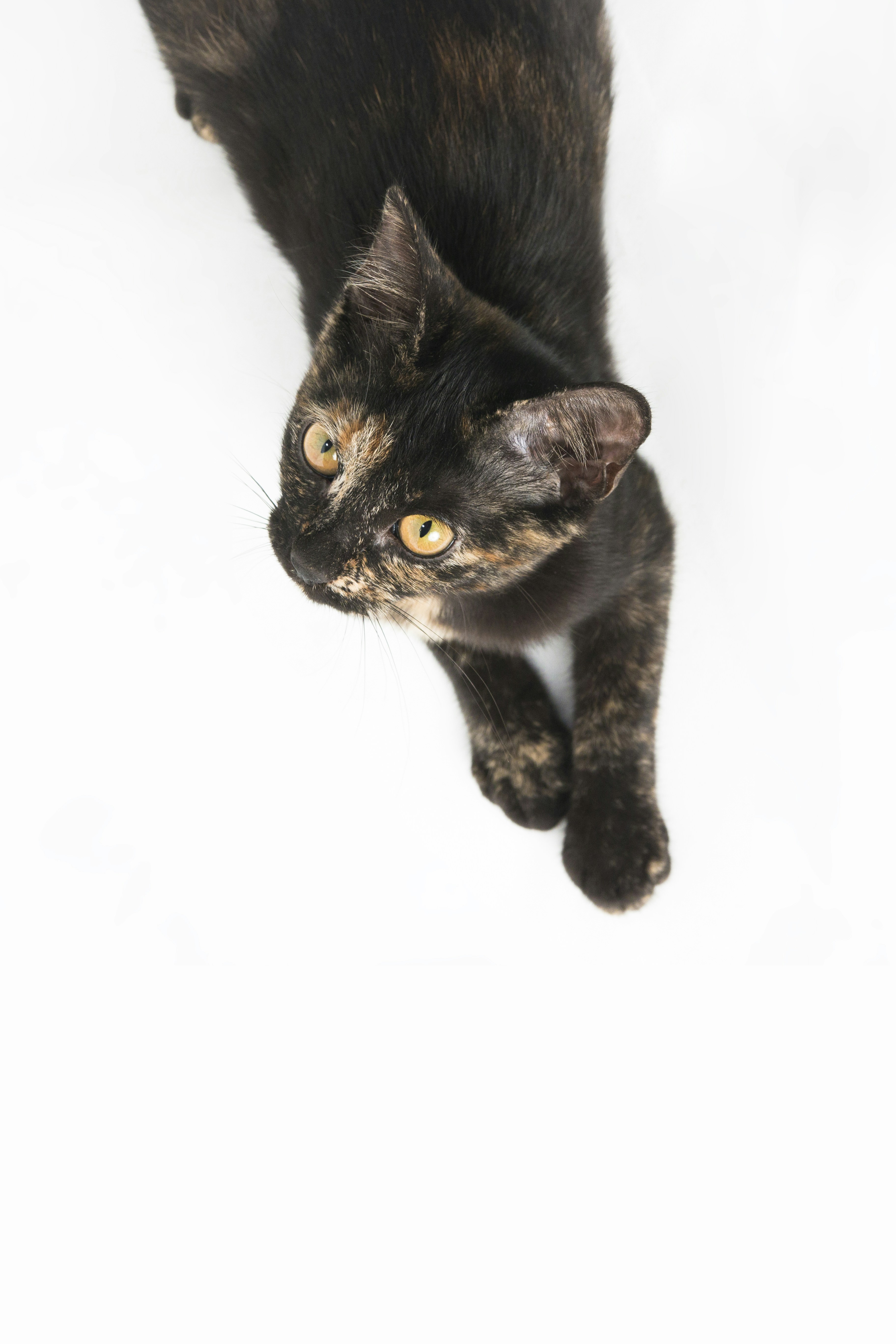 白い織物の上に横たわるタキシード猫の写真 Unsplashで見つける猫の無料写真