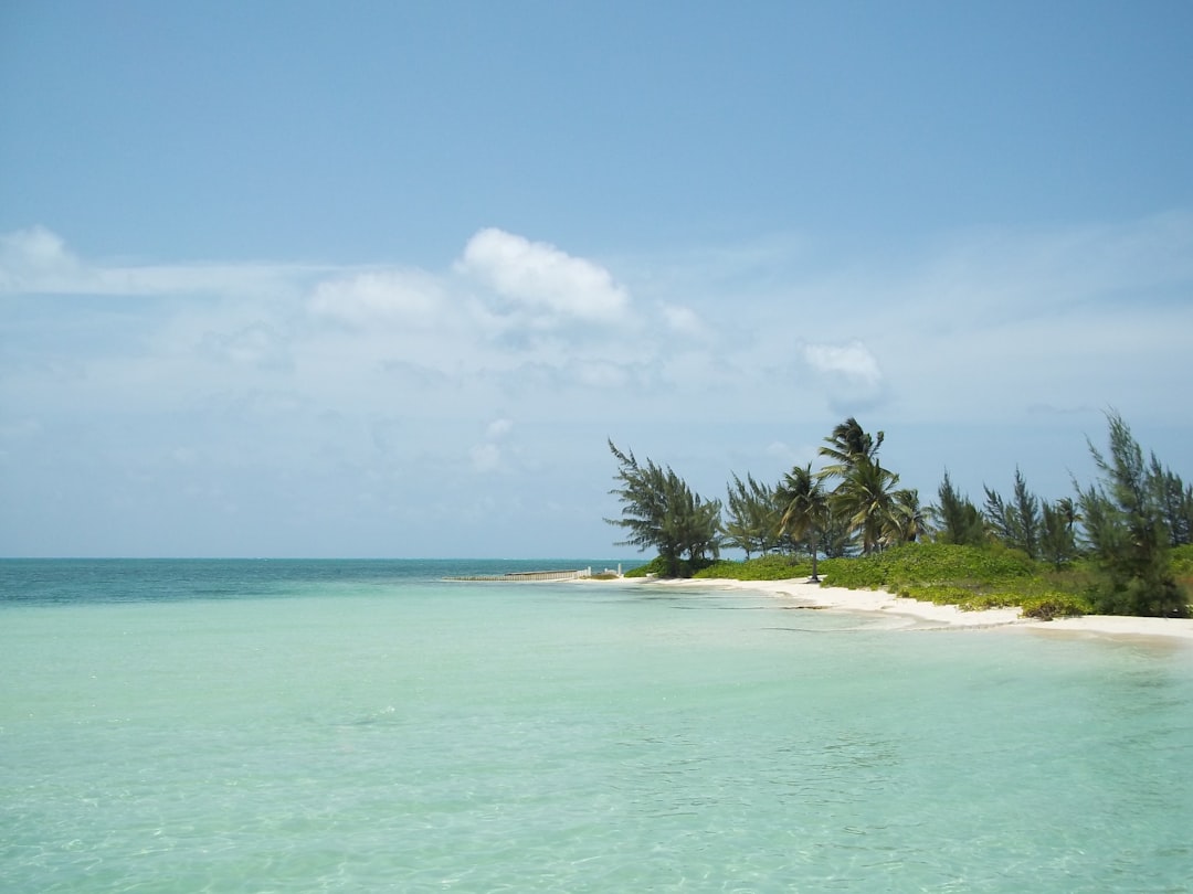 green palm tree on white sand beach during daytime, unique beach on Grand Cayman Island in the Caribbean with trees blowing in the wind