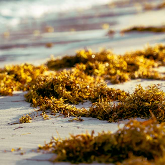 green grass on the shore during daytime