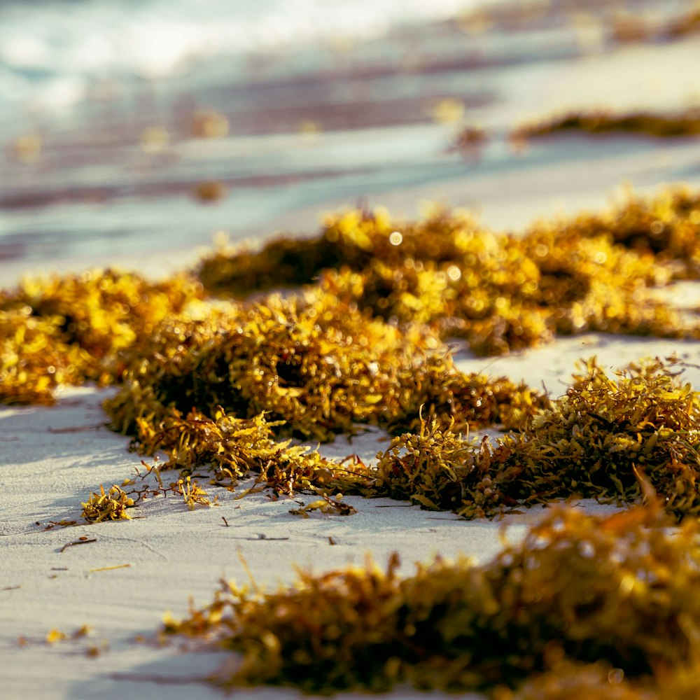 green grass on the shore during daytime