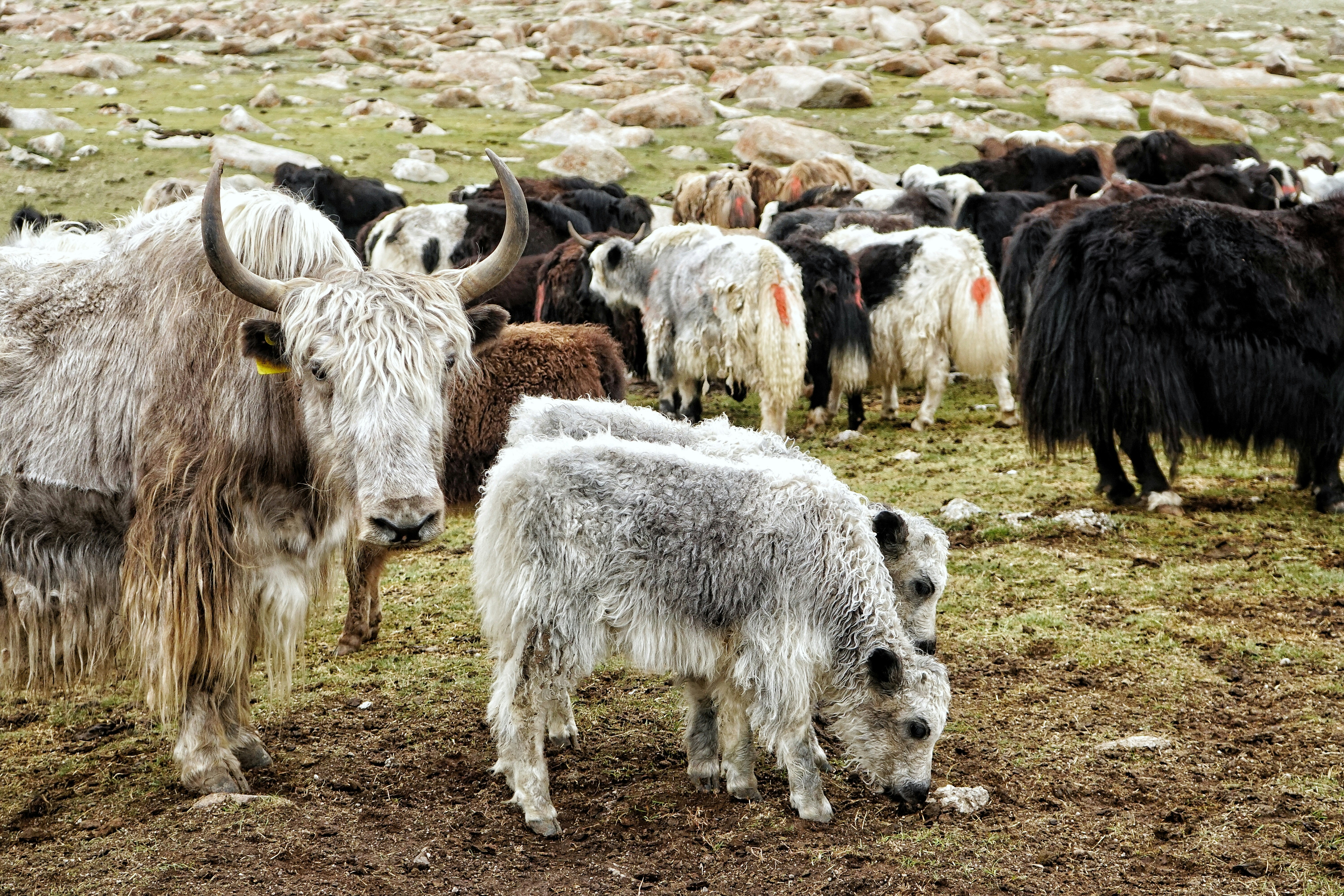 Luis Planas - Ministro de Agricultura, Pesca y Alimentación - Se reúne con la directora general de la Organización Mundial de Sanidad Animal (...