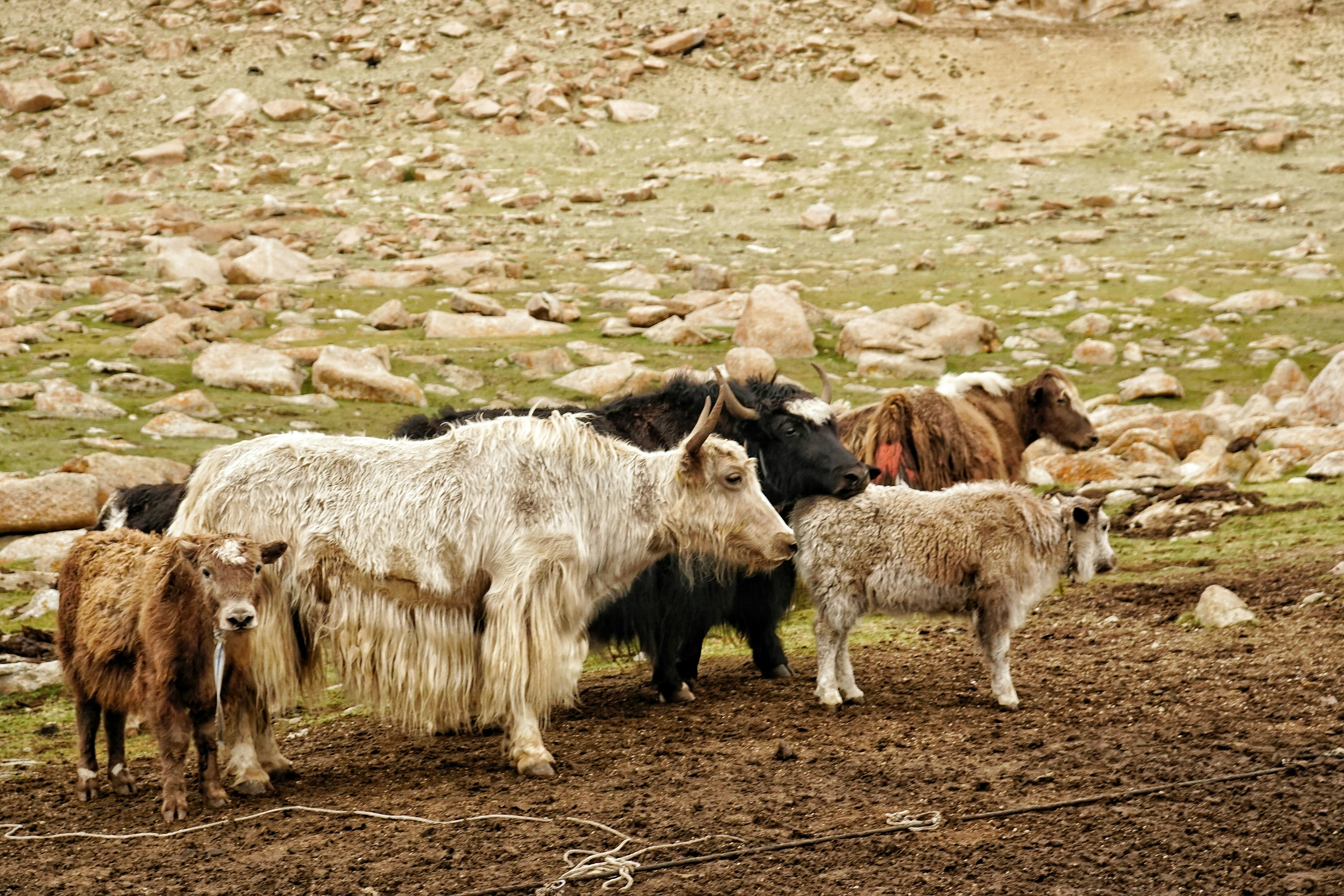 herd of sheep on brown field during daytime