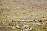 A herd of goats and sheep graze on a rocky, grassy plain with a shepherd on horseback overseeing the animals. The background consists of a rocky hillside, giving a rugged and barren impression.