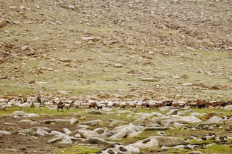 A herd of goats and sheep graze on a rocky, grassy plain with a shepherd on horseback overseeing the animals. The background consists of a rocky hillside, giving a rugged and barren impression.