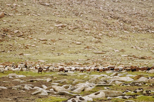 A herd of goats and sheep graze on a rocky, grassy plain with a shepherd on horseback overseeing the animals. The background consists of a rocky hillside, giving a rugged and barren impression.