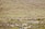 A herd of goats and sheep graze on a rocky, grassy plain with a shepherd on horseback overseeing the animals. The background consists of a rocky hillside, giving a rugged and barren impression.