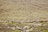 A herd of goats and sheep graze on a rocky, grassy plain with a shepherd on horseback overseeing the animals. The background consists of a rocky hillside, giving a rugged and barren impression.