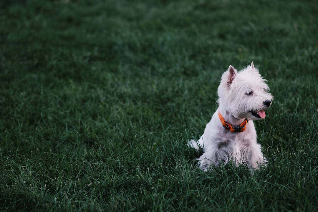 white long coated small dog on green grass field during daytime