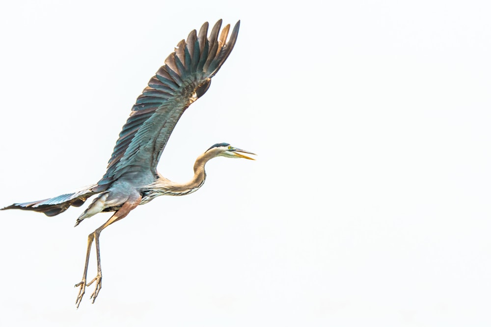 blue heron flying during daytime