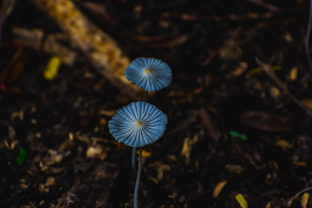 blue and white mushroom on brown tree branch