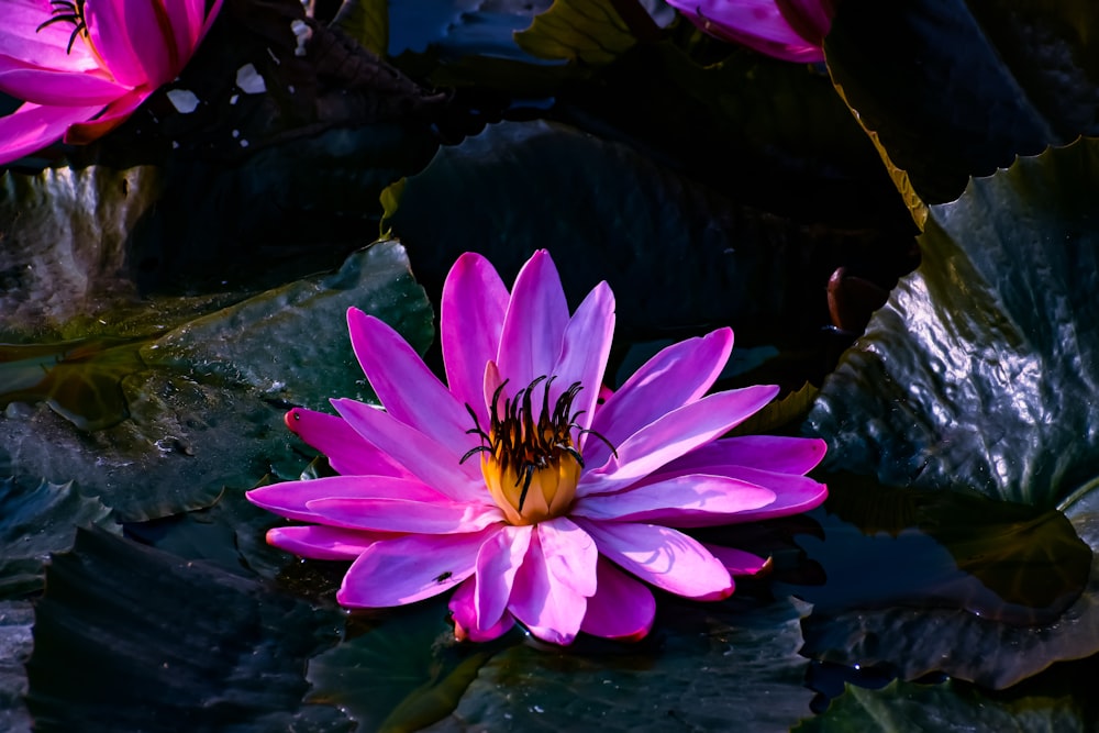 pink lotus flower on water