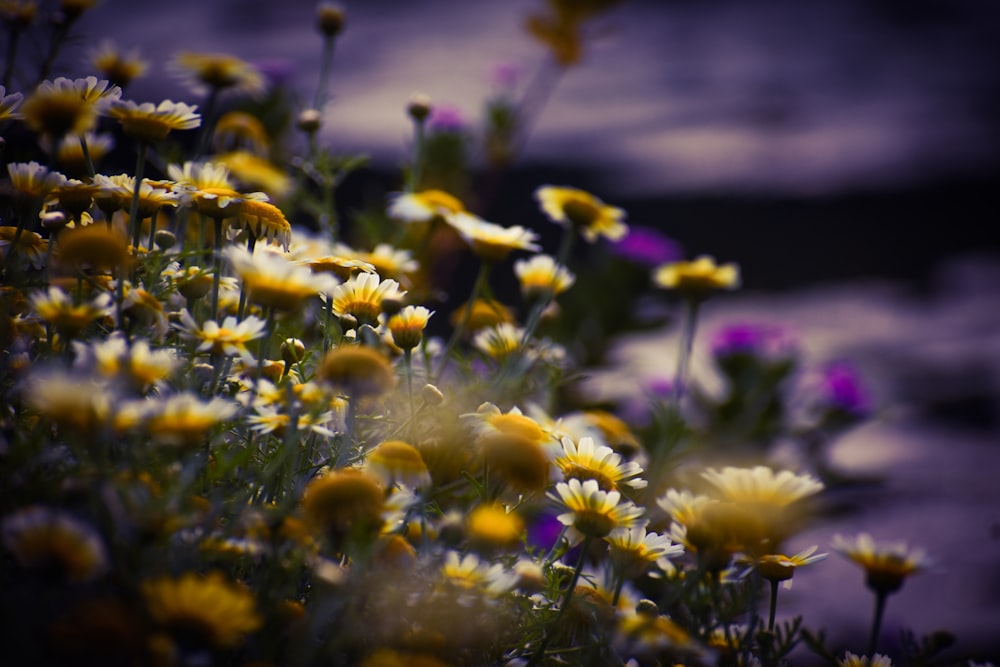 yellow and purple flowers in tilt shift lens