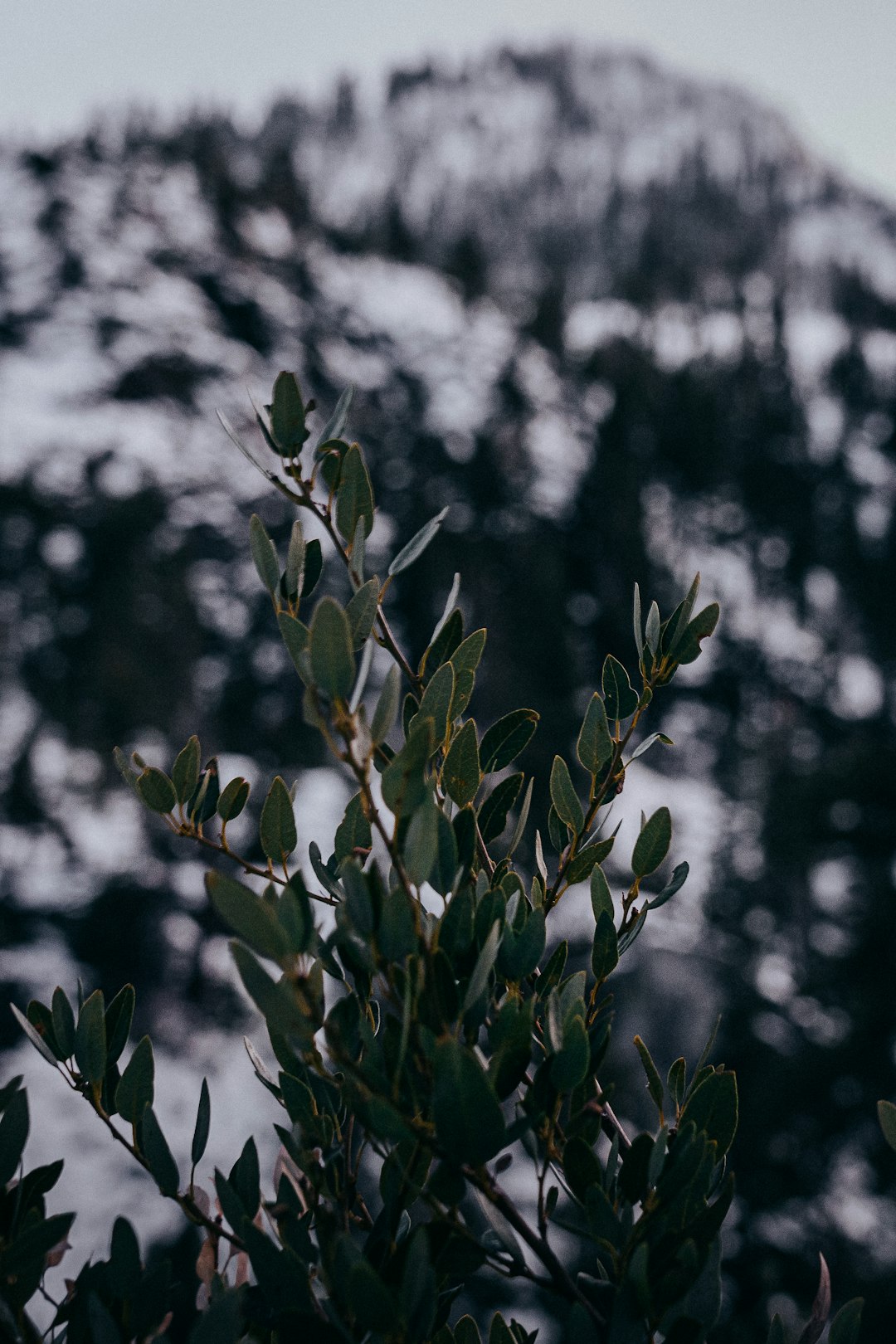 green plant in close up photography