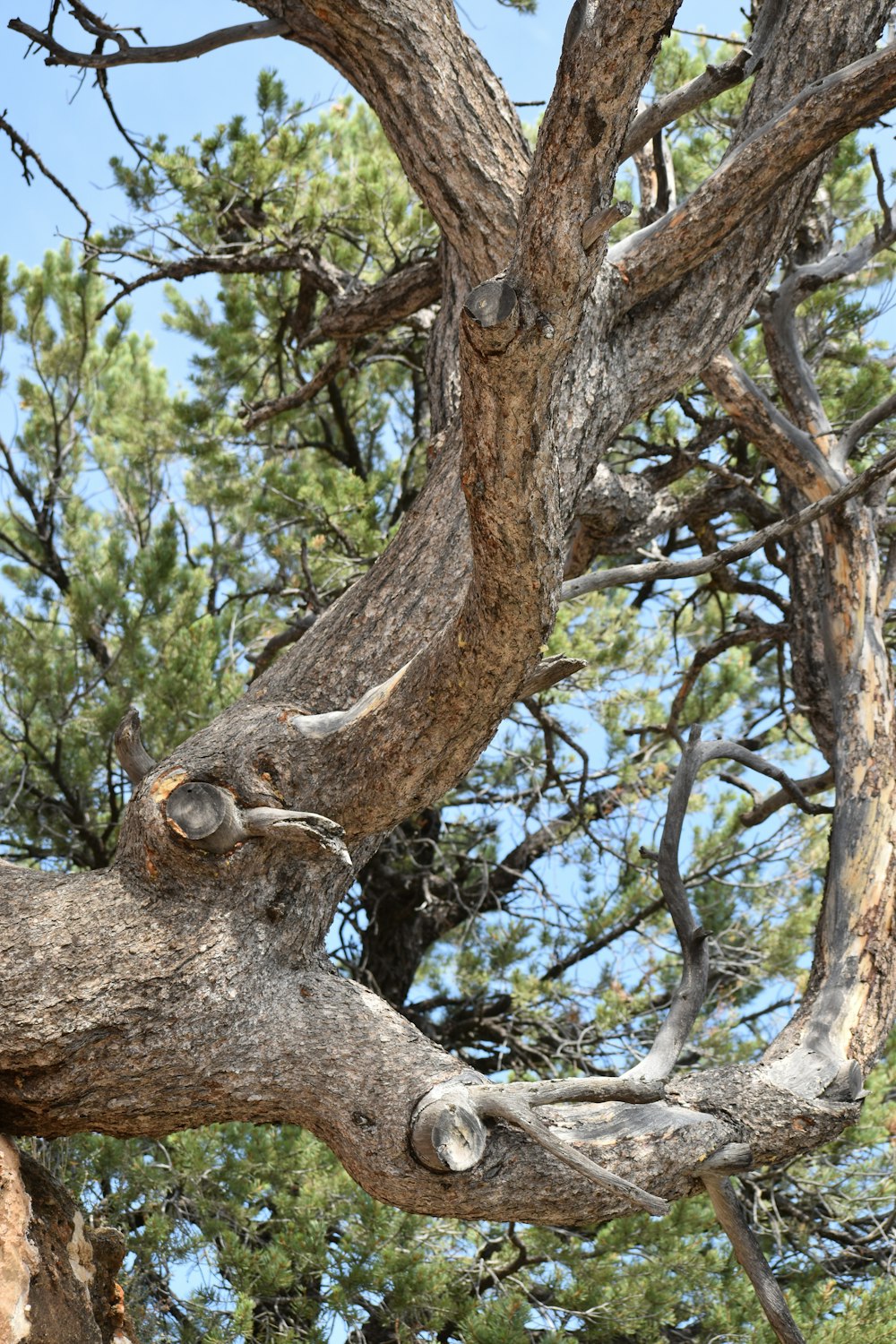 Tronco de árbol marrón durante el día