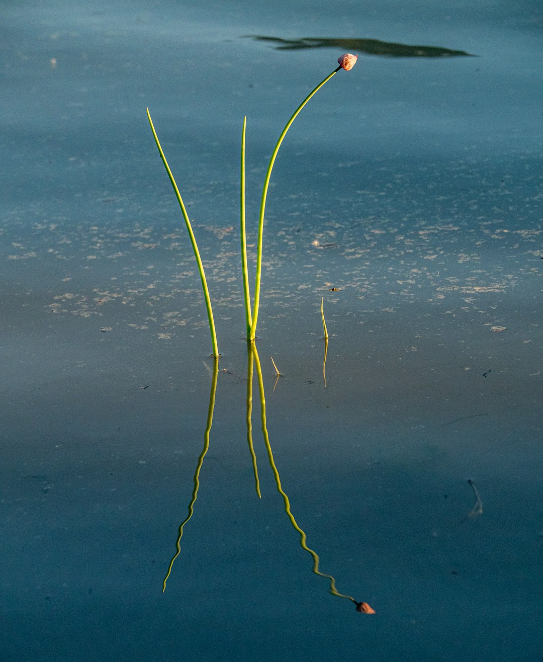 green plant on brown sand