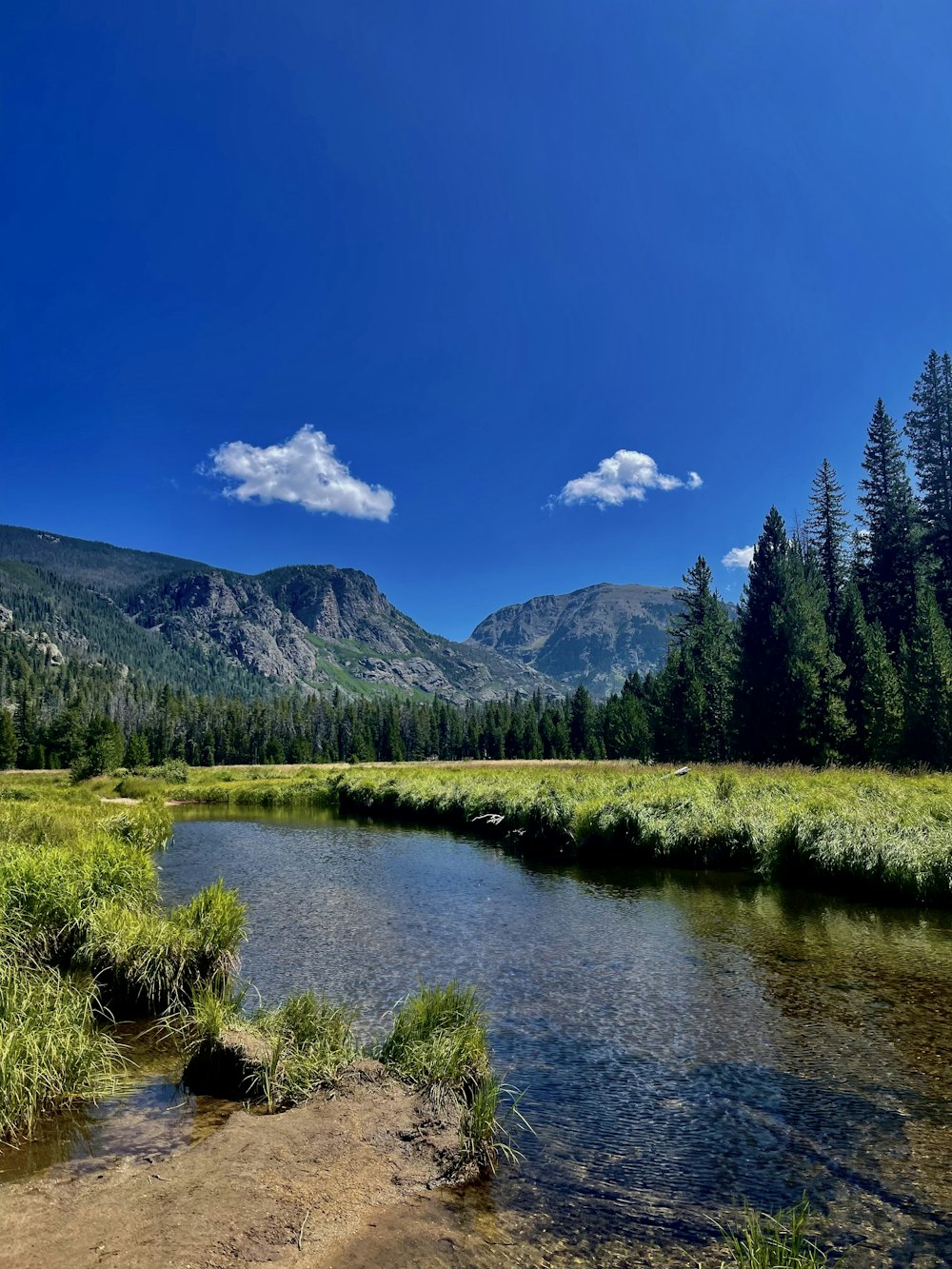 green trees near lake under blue sky during daytime