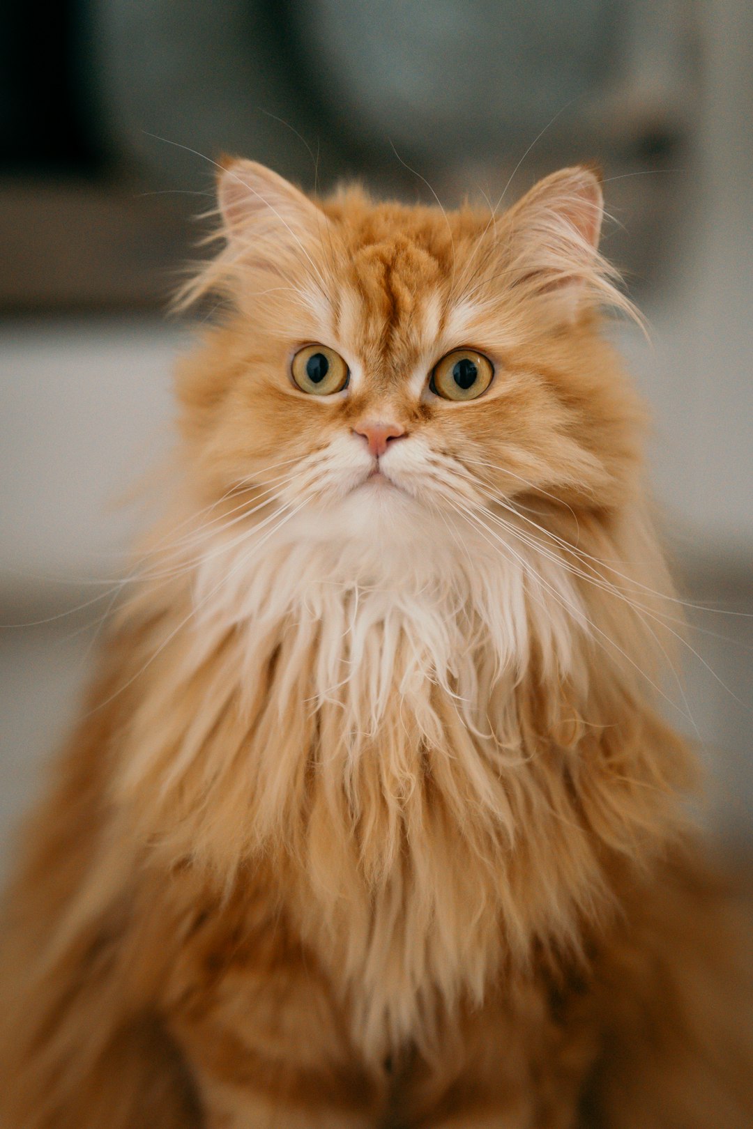 orange tabby cat in tilt shift lens