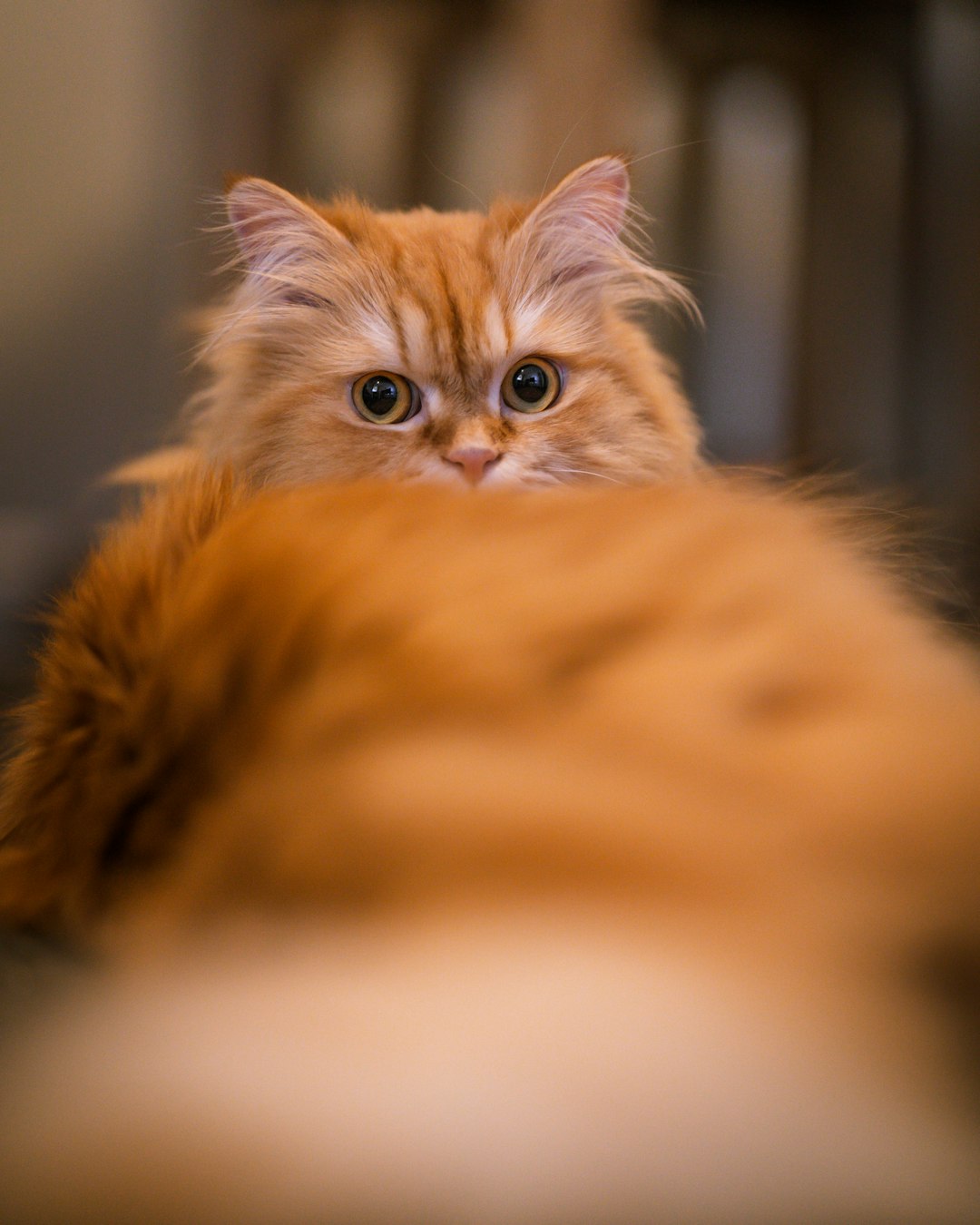 orange tabby cat on white textile