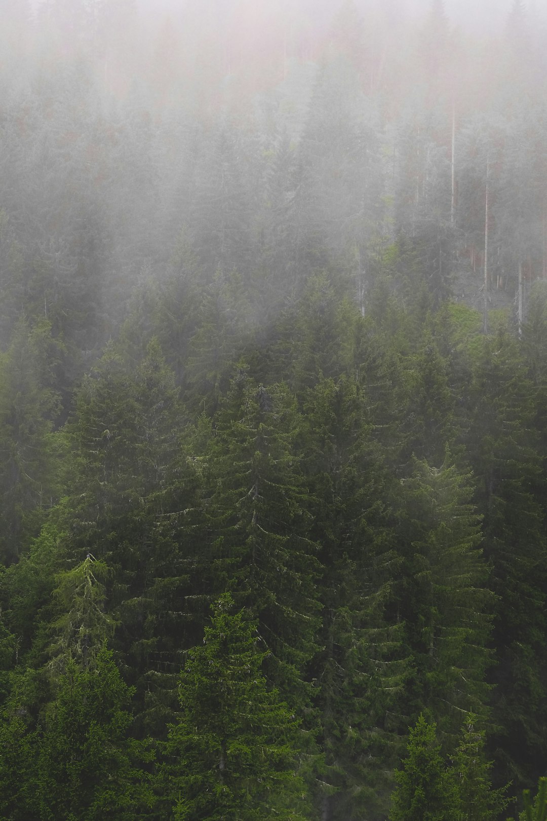 green pine trees covered with fog